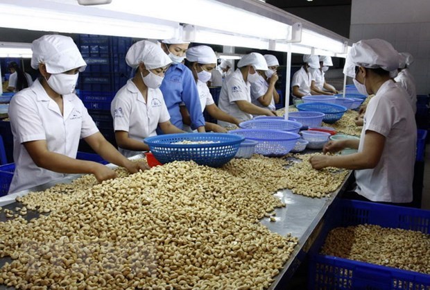 Conference discusses cashew trade with Africa