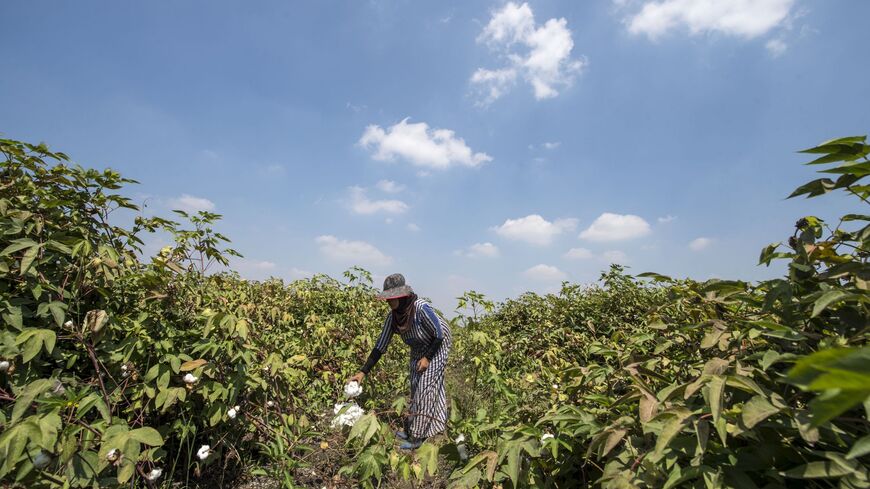 Egypt seeks to produce cotton that resists drought better