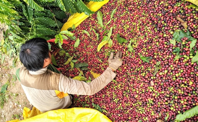 Sustainable development holds the key to the success of Vietnamese coffee