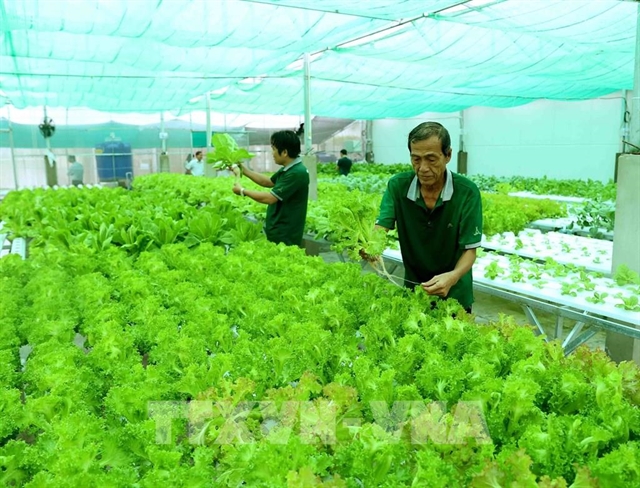 Việt Nam must specify target markets for organic farm produce