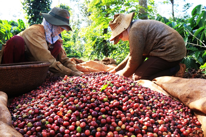 Vietnam to replant, transplant 107,000ha of coffee by 2025