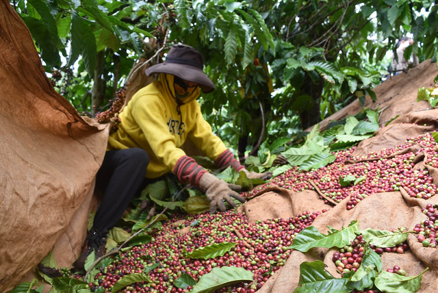 Coffee export turnover exceeds 2 billion USD in five months