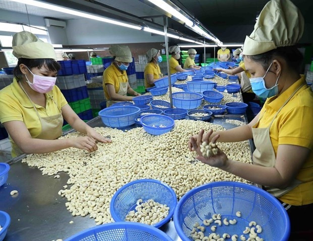 Vietnam Cashew Association lowers export target amid weak demand